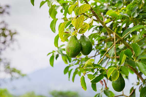 avacado-tree-california