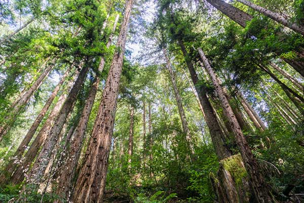 forest-california