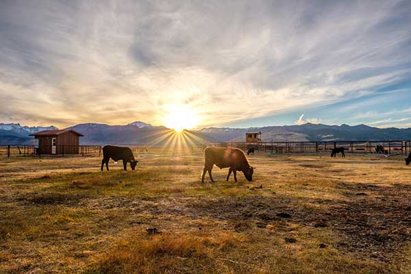 pasture-california